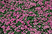 PHLOX DRUMMONDII GRAMMY PINK AND WHITE