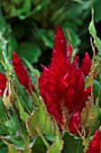 CELOSIA ARGENTEA PLUMOSA FRESH LOOK RED