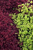 ACER PALMATUM VAR. DISSECTUM ATROPURPUREUM GROUP (LEFT),  ACER PALMATUM VAR. DISSECTUM DISSECTUM VIRIDE GROUP (RIGHT),  APRIL