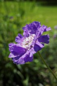 SCABIOSA CAUCASICA GOLDINGENSIS