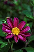 DAHLIA TWYNINGS SMARTIE