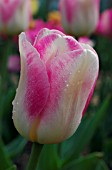 TULIPA DIAMOND