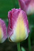 TULIPA DREAM SHOW