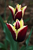 TULIPA GOVOTA