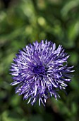 GLOBULARIA TRICHOSANTHA,  GLOBE DAISY