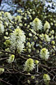 FOTHERGILLA MAJOR,  MONTICOLA GROUP