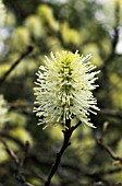 FOTHERGILLA MAJOR,   MONTICOLA GROUP