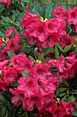 RHODODENDRON ELIZABETH