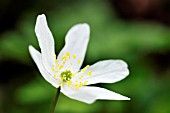 ANEMONE NEMOROSA