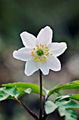 ANEMONE NEMOROSA