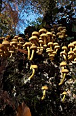 HYPHOLOMA FASCICULARE ON AN OLD STUMP