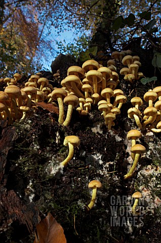 HYPHOLOMA_FASCICULARE_ON_AN_OLD_STUMP