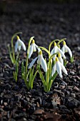 GALANTHUS NIVALIS SANDERSII