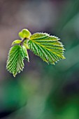 CORYLUS AVELLANA