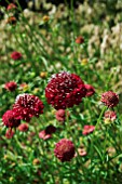 SCABIOSA SCARLET EMPRESS