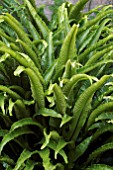 ASPLENIUM SCOLOPENDRIUM