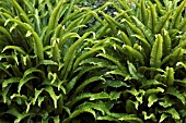 ASPLENIUM SCOLOPENDRIUM