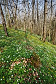 SPRING WOODLAND WITH WOOD ANEMONES AND LESSER CELANDINES