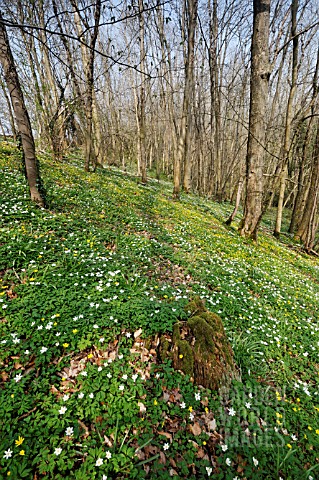 SPRING_WOODLAND_WITH_WOOD_ANEMONES_AND_LESSER_CELANDINES