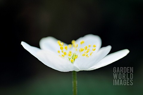 ANEMONE_NEMOROSA