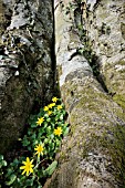 LESSER CELANDINE GROWING AT THE BASE OF A BEECH TREE