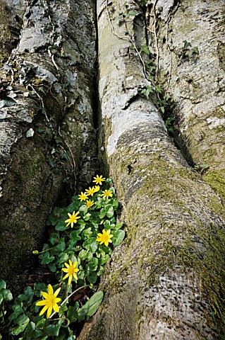 LESSER_CELANDINE_GROWING_AT_THE_BASE_OF_A_BEECH_TREE