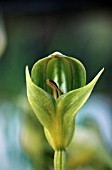 PTEROSTYLIS CURTA