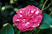 CAMELLIA JAPONICA MATHOTIANA