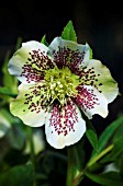 HELLEBORUS ORIENTALIS