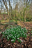 WOOD ANEMONE IN WOODLAND