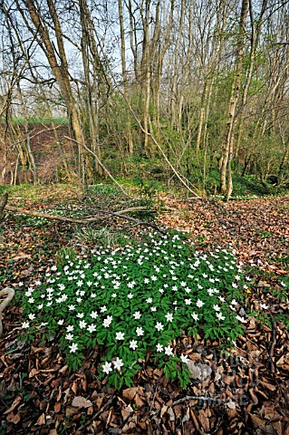 WOOD_ANEMONE_IN_WOODLAND