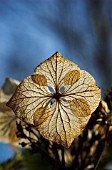 HYDRANGEA MACROPHYLLA MOEWE