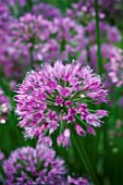 ALLIUM NUTANS SUPERBUM