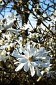 MAGNOLIA STELLATA