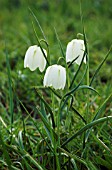 FRITILLARIA MELEAGRIS