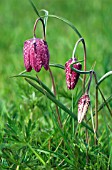 FRITILLARIA MELEAGRIS