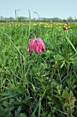 FRITILLARIA MELEAGRIS