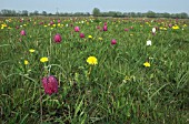 FRITILLARIA MELEAGRIS,  TARAXACUM OFFICINALE