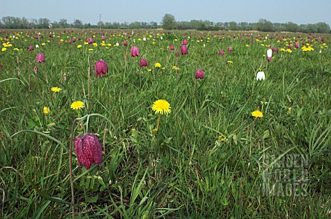 FRITILLARIA_MELEAGRIS__TARAXACUM_OFFICINALE