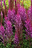 ASTILBE CHINENSIS VAR. TAQUETII PURPURLANZE