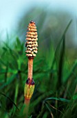 EQUISETUM ARVENSE