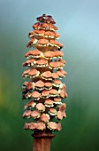 EQUISETUM ARVENSE