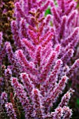 ASTILBE CHINENSIS VAR. TAQUETII PURPURLANZE