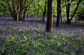 HYACINTHOIDES NON SCRIPTA