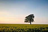 LONE BEECH TREE IN RAPE FIELD