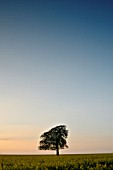 LONE BEECH TREE IN RAPE FIELD