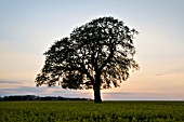 LONE BEECH TREE IN RAPE FIELD