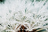 DEW ON DANDELION CLOCK