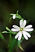 STELLARIA HOLOSTEA