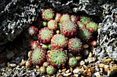 SEMPERVIVUM ARACHNOIDEUM X SEMPERVIVUM PITTONII